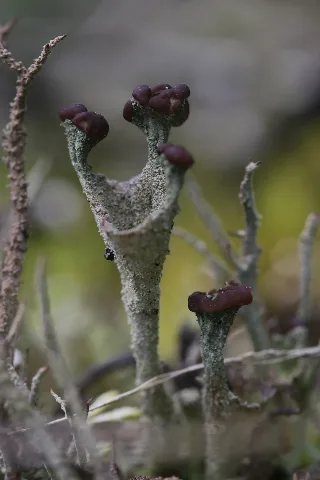 Cladonia Sp. (35634104562)