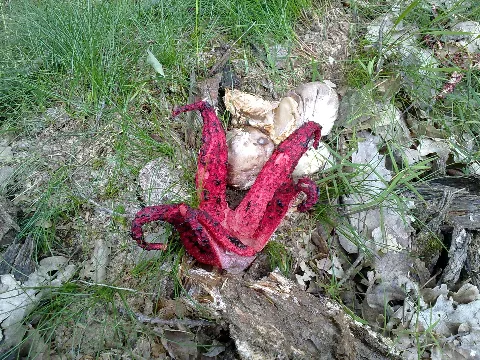 Clathrus Archeri Bw 1