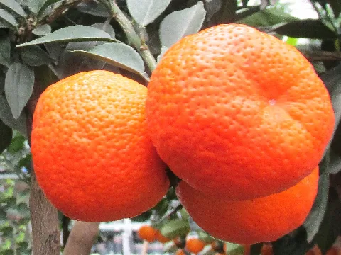 Clementinenbaum Panoramio