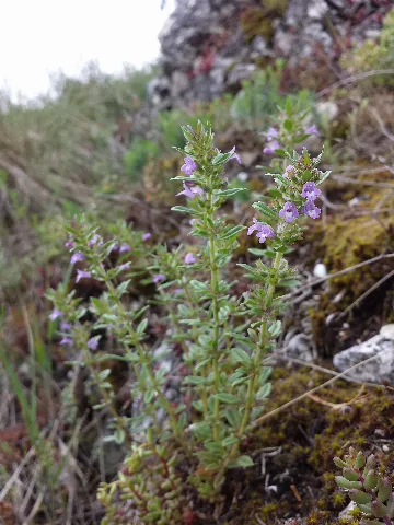 Clinopodium Acinos Sl1