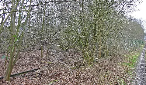 Clp 20150304 4221 Bf Drevenack Ladestraße
