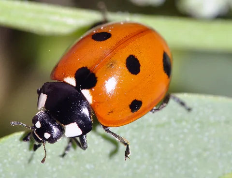 Coccinella Septempunctata 02 Fws