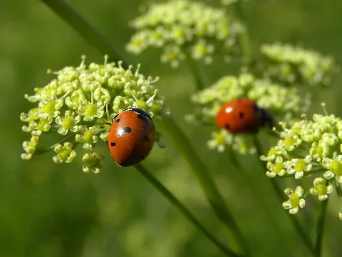 Coccinella Septempunctata Siebenpunktmarienkäfer