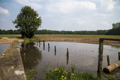 Coe 007 Areal Der Dülmener Wildpferde Im Merfelder Bruch In Nordrhein Westfalen