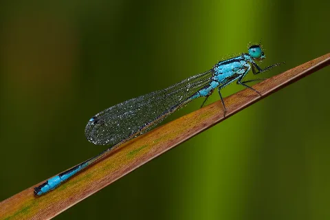 Coenagrion Michad