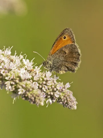 Coenonympha Pamphilus Lc0309