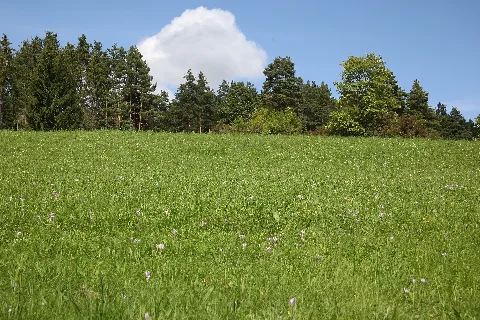 Colchicum Autumnale Auf Beurener Heide (Hechingen)4