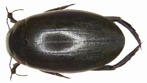 Colymbetes Fuscus (Linné, 1758)