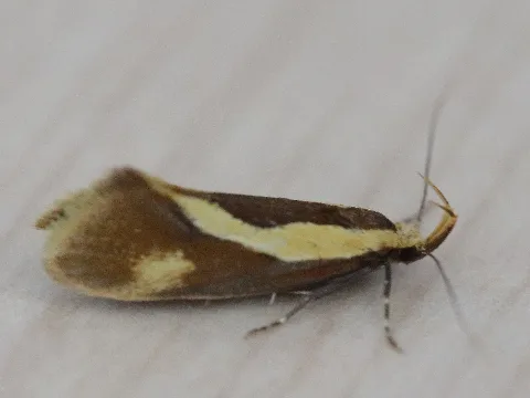 Concealer Moth (14202709102)