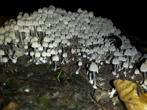 Coprinellus Disseminatus An 140919