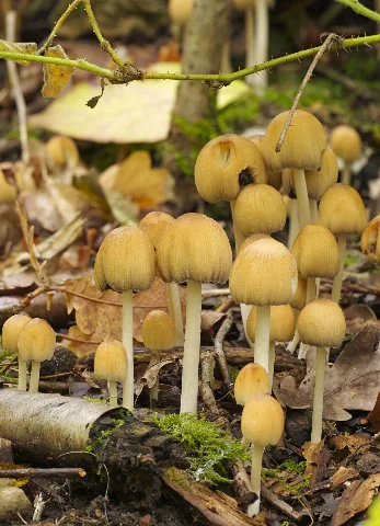 Coprinellus Micaceus Lc0103