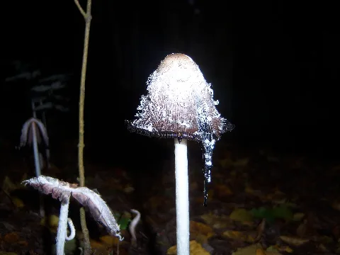 Coprinus Comatus An140905