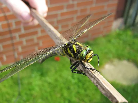 Cordulegaster Boltonii Harriehausen