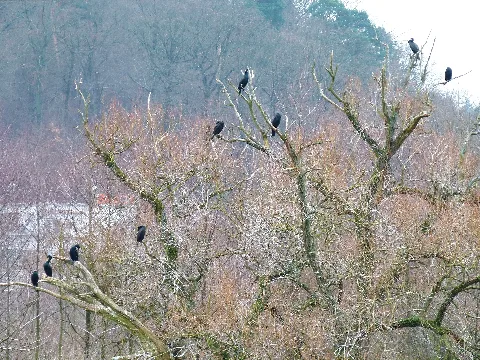Cormorants Panoramio