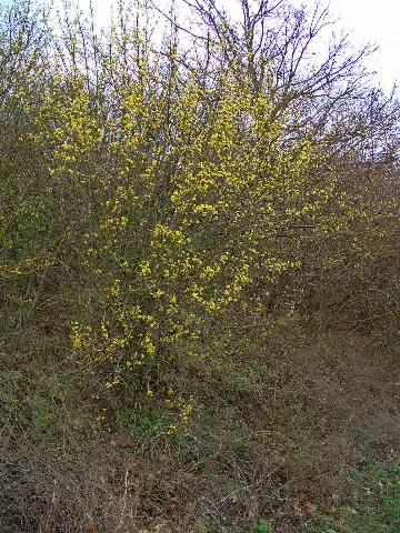Cornus Mas 001