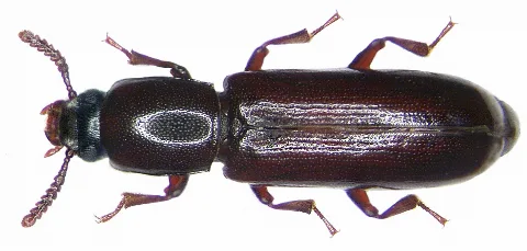 Corticeus Unicolor (Piller & Mitterpacher,1783) (4055919043)