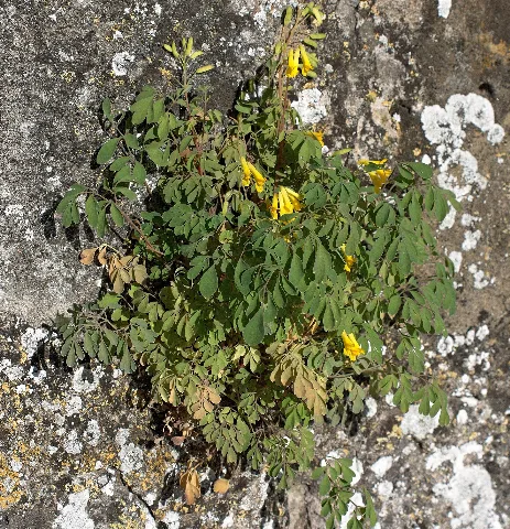 Corydalis Lutea (Dkrb)
