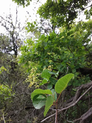 Cotinus Coggygria Sl2