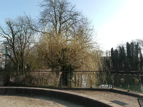 Cottbus Ludwig Leichhardt Allee, Am Kleinen Spreewehr, Eine Unter Naturschutz Stehende Trauerweide, Frühjahr 2014