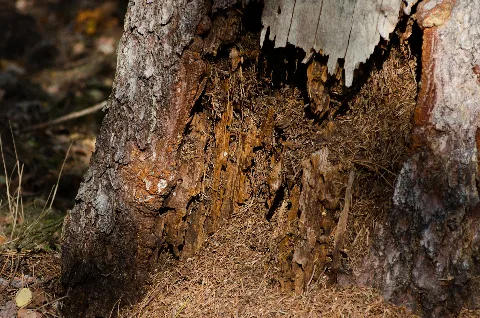 Cottbus, Rotting Tree Trunk In Branitzer Außenpark (Close Up)