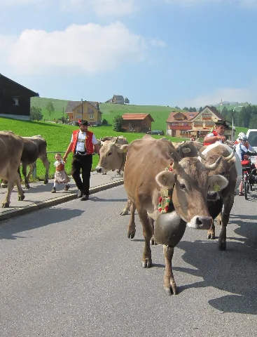 Cows With Big Bells Own The Street Panoramio