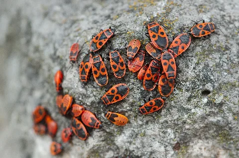 Creepy Crawlies 2015, Freilandmuseum Wackershofen (19512381600)