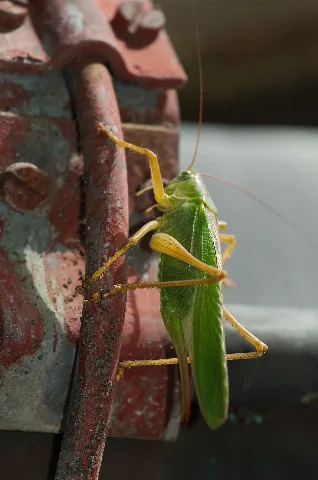 Creepy Crawlies 2016 Germany (27853484810)