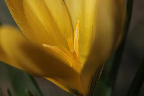 Crocus (33636020715)