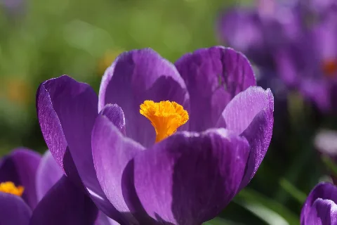 Crocus Vernus Cultivars (33507112271)