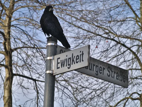 Crow On Street Sign