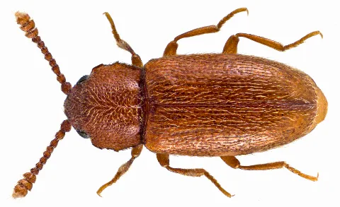 Cryptophagus Dentatus (Herbst, 1793) (12662425374)
