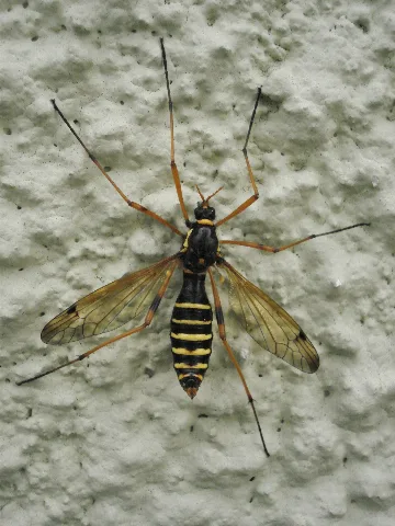 Ctenophora Flaveolata Female