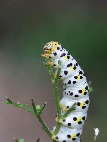 Cucullia (Shargacucullia) Scrophulariae Braunwurz Mönch (14066007589)