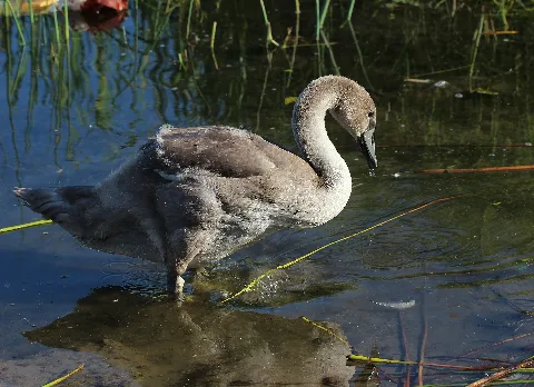 Cygnus Olor 10