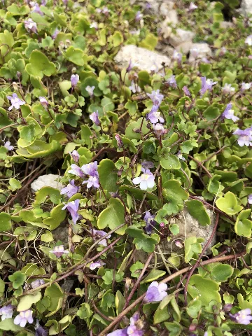 Cymbalaria Muralis 91506747