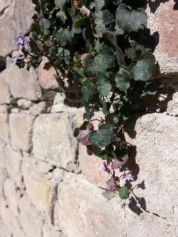 Cymbalaria Muralis Sl4
