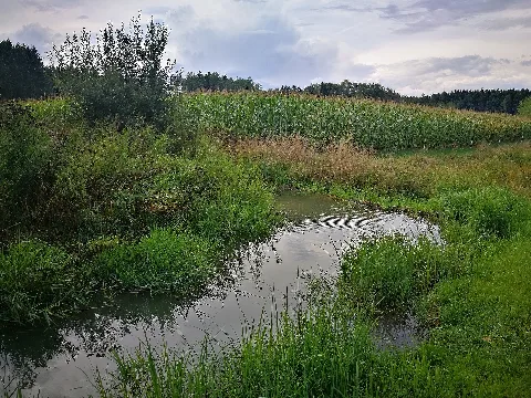 D Bw Kn Mühlingen Gallmannsweil Biberdamm Im Oberlauf Der Krummbach 003