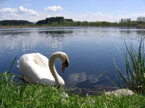 D Bw Neukirch (Langensee) Kreuzweiher