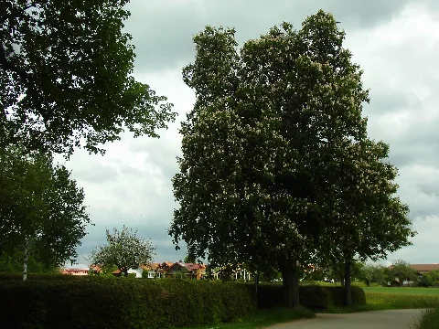 Naturdenkmal Rosskastanie Hagenäcker (Schutzgebiets-Nummer 84150930057) westlich von Ohnastetten. Es handelt sich um einen großen und stattlichen Einzelbaum, der direkt neben dem Eingang zum Friedhof steht. Kastanien mit einer derart schönen Wuchsform sind auf der Schwäbische Alb eine Seltenheit und damit schutzwürdig. Blick von Westen