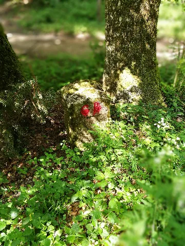 D Bw Tut Neuhausen Ob Eck Grenzstein A001
