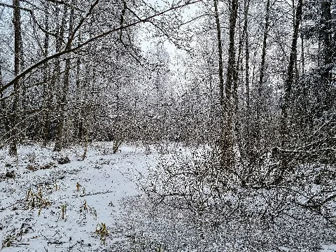 D Bw Tut Neuhausen Ob Eck Naturdenkmal 'Hochmoor Wilde Im Schindelwald' 020