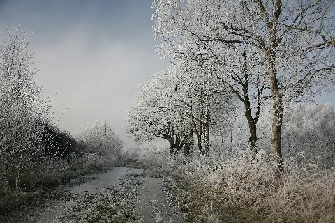 D Hoarfrost1