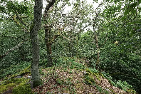 Dachsbau Taunus 2021 08 16 08