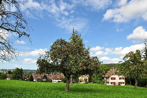 Dachsleren 2011 09 14 14 30 06