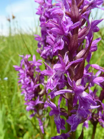 Dactylorhiza Majalis 03