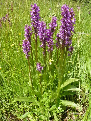 Dactylorhiza Majalis 09