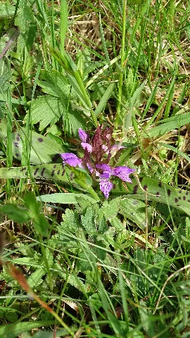 Dactylorhiza Majalis 46