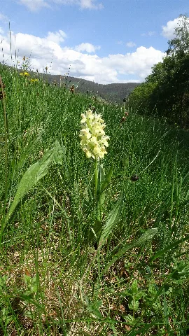 Dactylorhiza Sambucina 30
