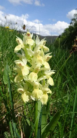 Dactylorhiza Sambucina 32