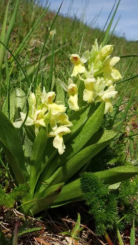 Dactylorhiza Sambucina 57